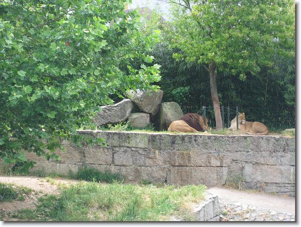 Diapositiva siguiente